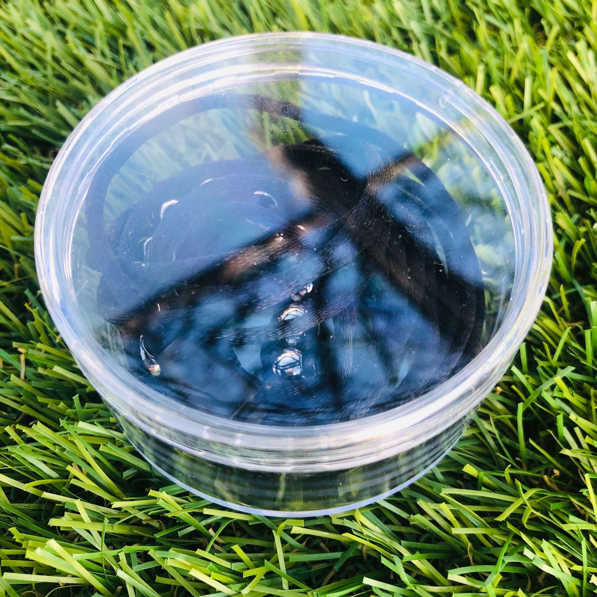 Hoodie Caterpillar by Kaiko